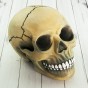 Череп скарбничка М 8943 (сірий)