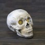 Череп светильник настольный S 13781 (бежевый)