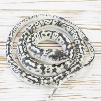 Гумова змія 75см KP (чорно-біла)